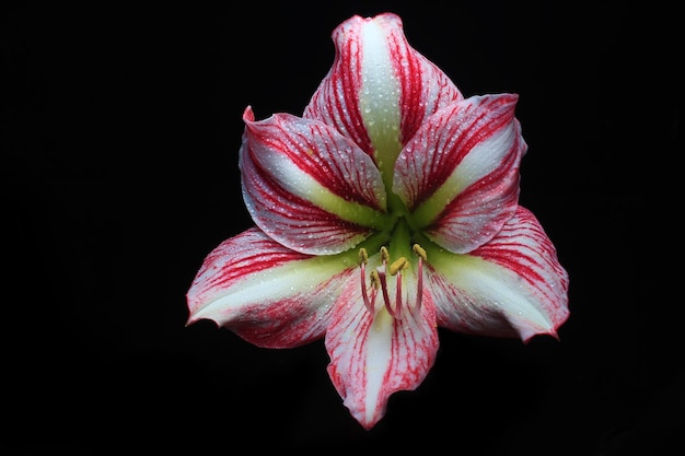 Flor de amarilis de rayas rosadas sobre fondo negro