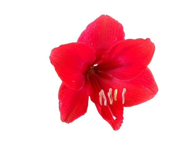 Flor Amarilis roja aislada sobre fondo blanco