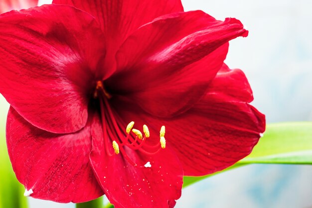 Flor de amarilis roja sobre blanco