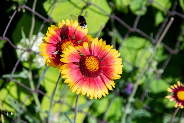 Flor amarilla y abejorro de cerca sobre fondo de hierba verde