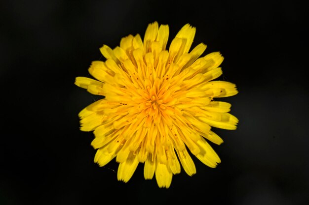 Flor amarilla aislada en negro