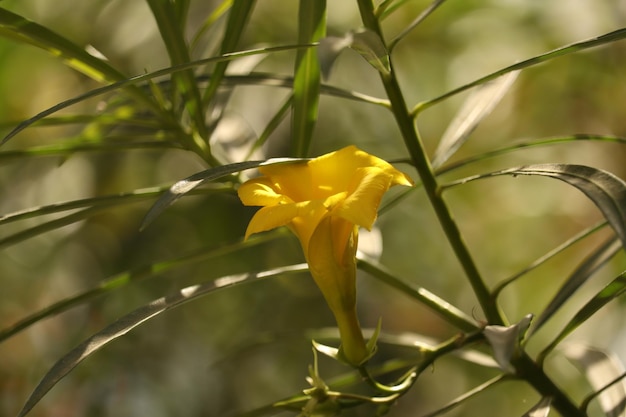 Una flor amarilla en un árbol Kaner Flower Full Hd Fondo de pantalla