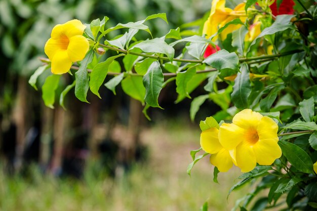 flor amarilla en el árbol