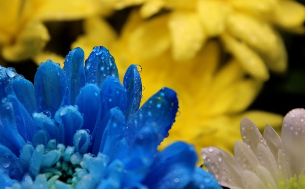 Flor amarilla y azul con gotas de agua que simbolizan los colores nacionales de la bandera de Ucrania