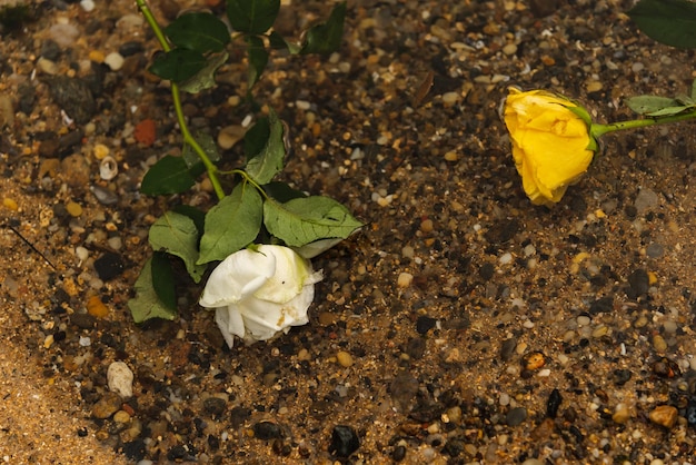 Una flor amarilla y una blanca en el agua en la playa Un día nublado