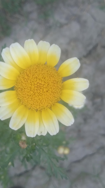 una flor amarilla y blanca con un centro amarillo que dice salvaje