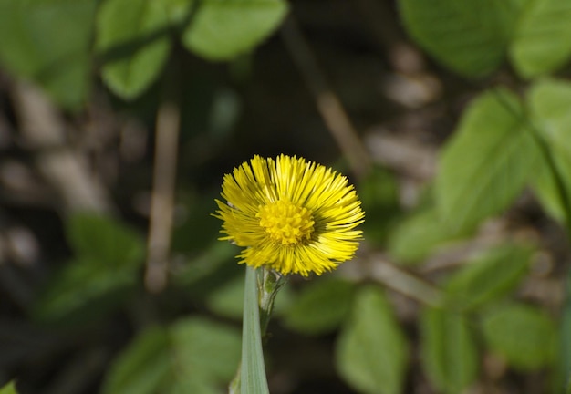 Una flor amarilla brillante a la luz del sol. Región de Moscú. Rusia