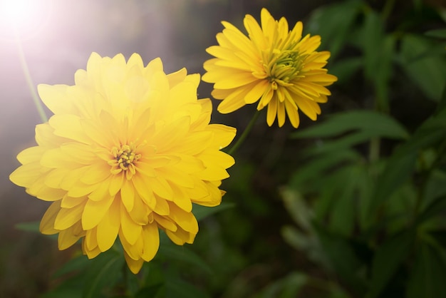 Una flor amarilla brillante sobre un fondo oscuro y desenfocado.