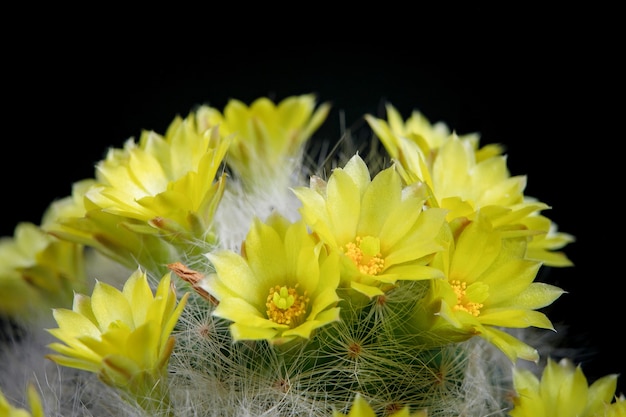 Flor amarilla de cactus mammillaria floreciendo contra un fondo oscuro