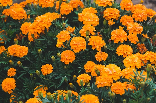 Flor amarilla de caléndula o tagetes closeup .Arbusto de flores amarillas en el jardín