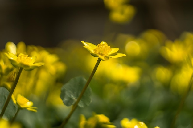 Una flor amarilla en un campo de flores.