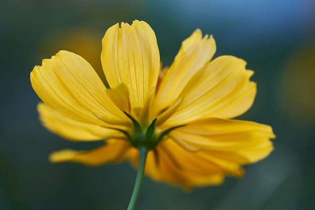 Una flor amarilla en un campo de flores.