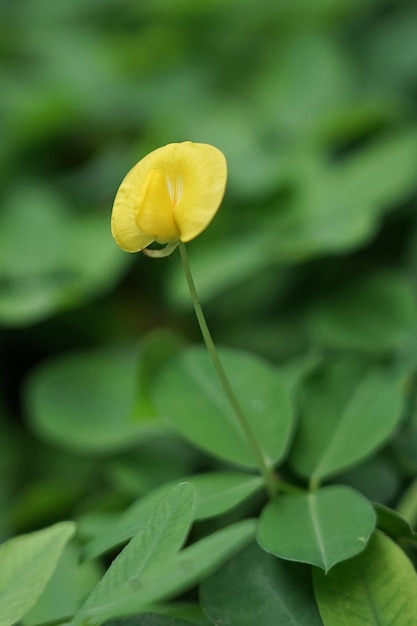 Foto una flor amarilla está en un campo de trébol.