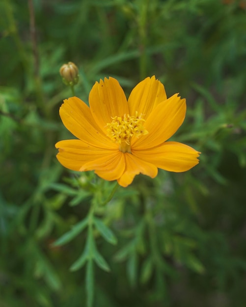 Una flor amarilla en un campo verde.