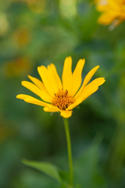 Una flor amarilla en un campo verde.