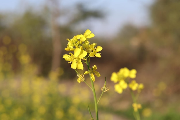 Una flor amarilla en un campo.