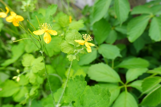 Flor amarilla de celidonia. Planta medicinal, la hierba Chelidonia con hojas verdes, flores amarillas,