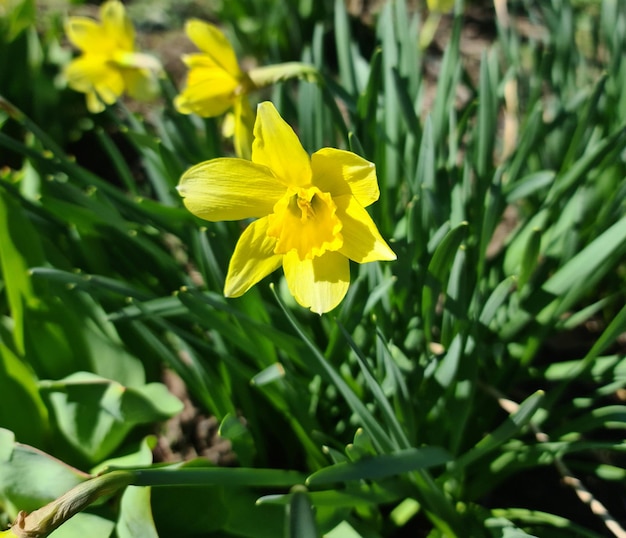 Una flor amarilla con un centro amarillo está en el medio de la imagen.