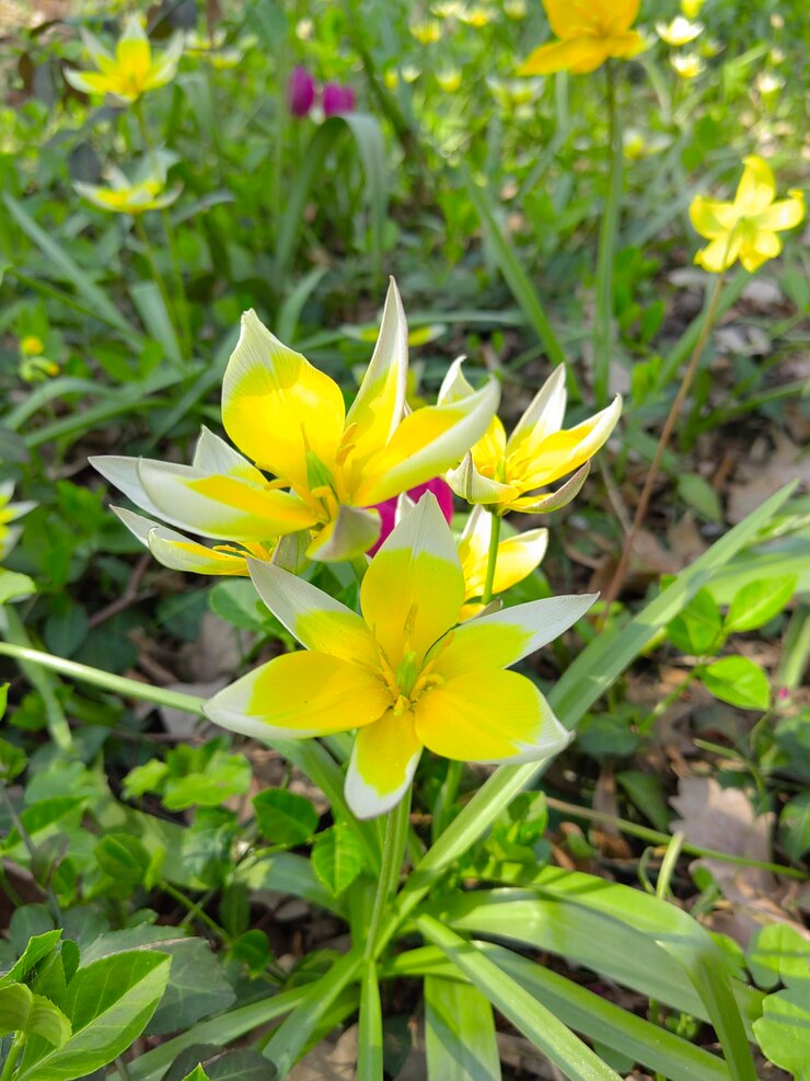 una flor amarilla con un centro púrpura que dice flor silvestre
