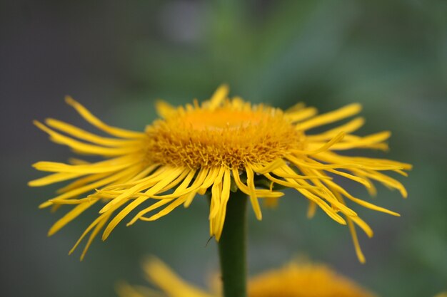 Flor amarilla de cerca