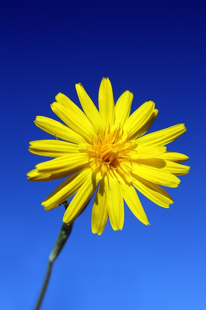 flor amarilla bajo el cielo