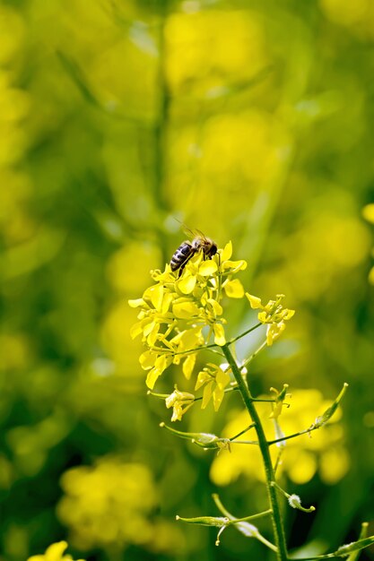 Flor amarilla de colza con abeja en un campo de fondo amarillo