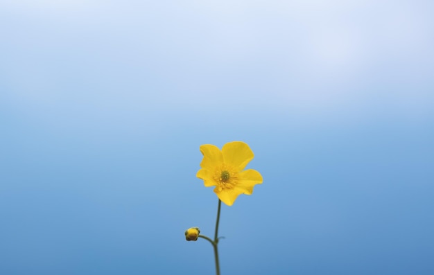 Flor amarilla contra el cielo azul