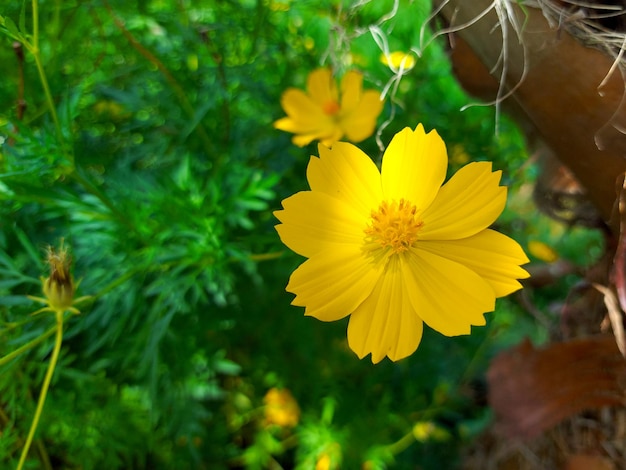 Flor amarilla del cosmos en el jardín