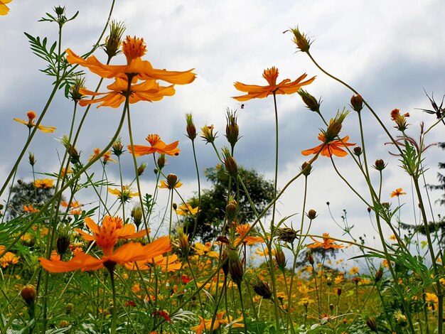 Flor amarilla del cosmos en el jardín