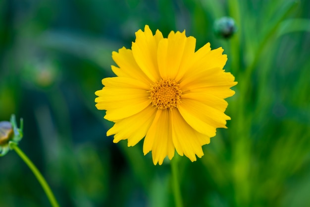 Flor amarilla del cosmos que florece en el campo. Cosmos de azufre con jardín verde