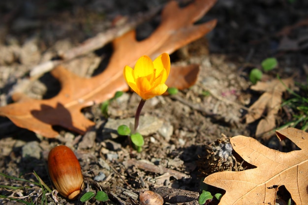 Una flor amarilla crece en la tierra y las hojas están en el suelo.