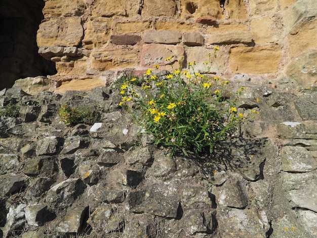 Flor amarilla de diente de león común