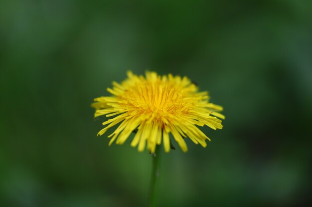 Flor amarilla de diente de león en primer plano de primavera