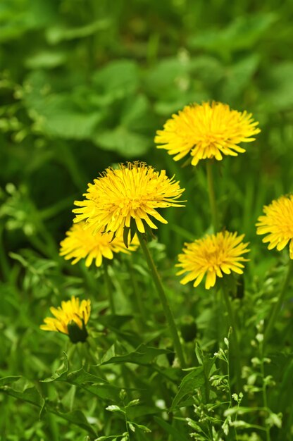 Flor amarilla de diente de león que crece en primavera en la hierba verde