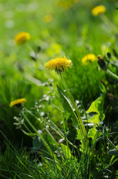 Flor amarilla de diente de león que crece en primavera en la hierba verde