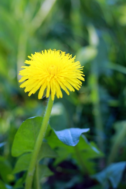 La flor amarilla del diente de león