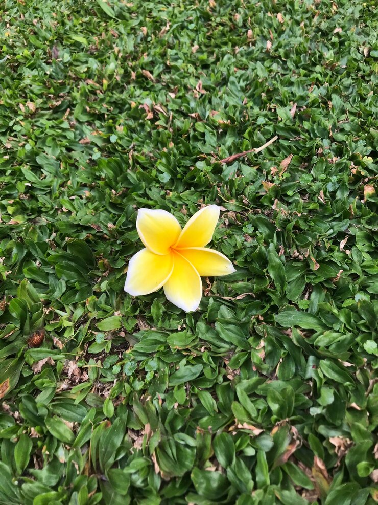 una flor amarilla está en el césped