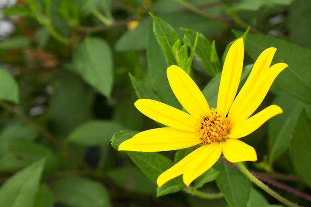 Flor amarilla. Flor de alcachofa de Jerusalén que florece con el fondo borroso