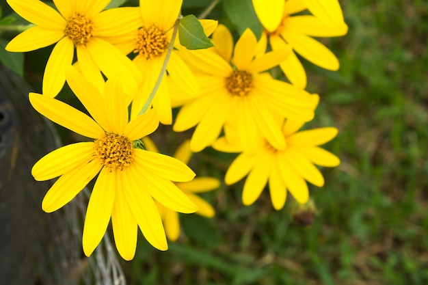 Flor amarilla. Flor de alcachofa de Jerusalén que florece con el fondo borroso