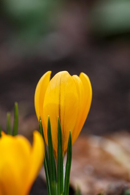 Flor amarilla flor de azafrán a principios de la primavera fotografía macro