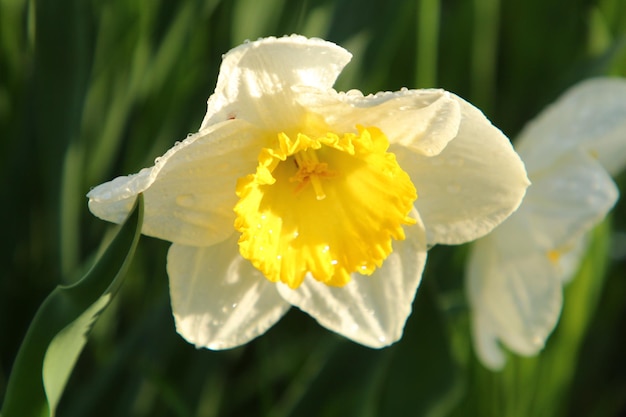 una flor amarilla con una flor blanca en el medio