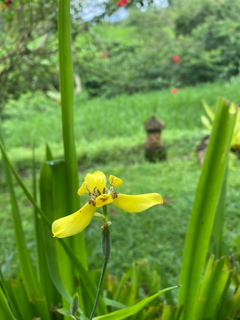 Una flor amarilla con una flor roja en el medio.