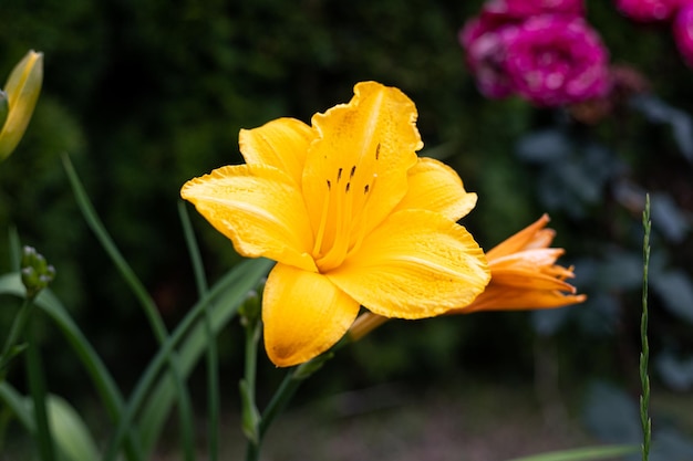 Una flor amarilla con una flor rosa en el fondo.