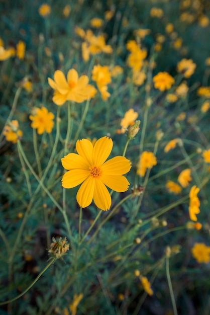 flor amarilla floreciente en el jardín, campo Cosmos en Tailandia