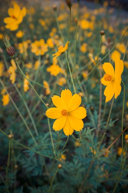 flor amarilla floreciente en el jardín, campo Cosmos en Tailandia