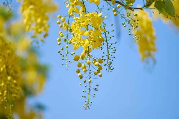 Una flor amarilla con las flores amarillas del árbol.