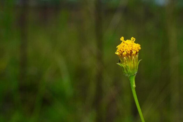 Foto flor amarilla con fondo borroso