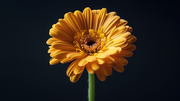 Una flor amarilla con un fondo negro en el fondo es una sola flor con un centro amarillo