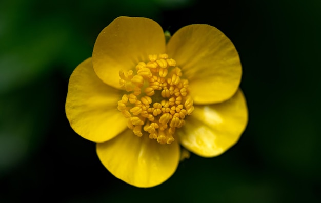 Una flor amarilla con un fondo negro.