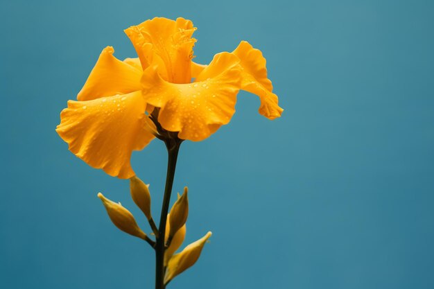 una flor amarilla con un fondo plano azul